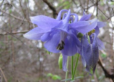 Ancolie vulgaire, Clochette Aquilegia vulgaris L., 1753