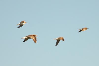 Chevalier combattant, Combattant varié Calidris pugnax (Linnaeus, 1758)
