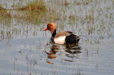 Nette rousse Netta rufina (Pallas, 1773)