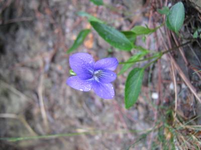 Violette des chiens Viola canina L., 1753