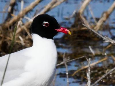 Mouette mélanocéphale Ichthyaetus melanocephalus (Temminck, 1820)
