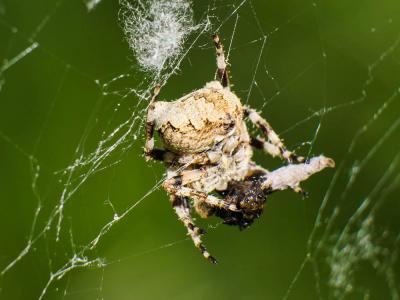 Épeire angulaire Araneus angulatus Clerck, 1758