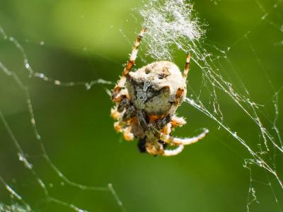 Épeire angulaire Araneus angulatus Clerck, 1758
