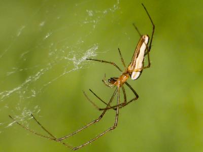  Tetragnatha Latreille, 1804