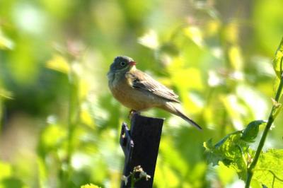 Bruant ortolan Emberiza hortulana Linnaeus, 1758