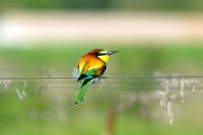 Guêpier d'Europe Merops apiaster Linnaeus, 1758