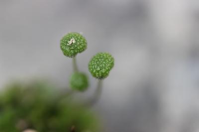  Mannia triandra (Scop.) Grolle, 1975