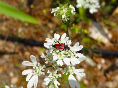  Stictoleptura cordigera (Fuessly, 1775)