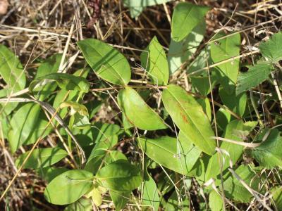 Millepertuis calycinal Hypericum calycinum L., 1767
