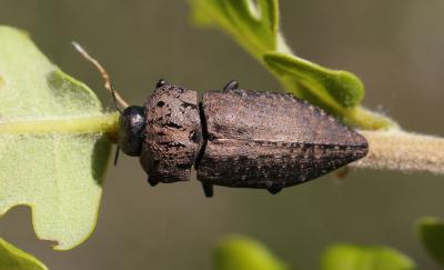 Capnode de l'Oseille Capnodis tenebricosa (Olivier, 1790)