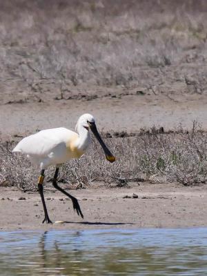Spatule blanche Platalea leucorodia Linnaeus, 1758