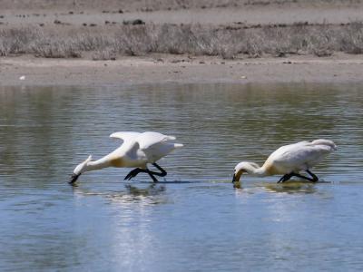 Spatule blanche Platalea leucorodia Linnaeus, 1758