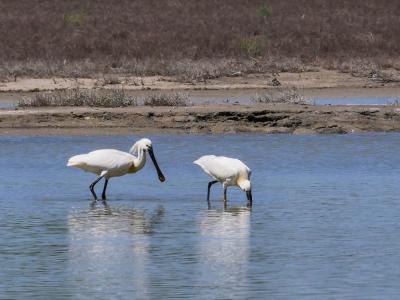 Spatule blanche Platalea leucorodia Linnaeus, 1758