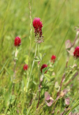 Farouche Trifolium incarnatum var. incarnatum L., 1753