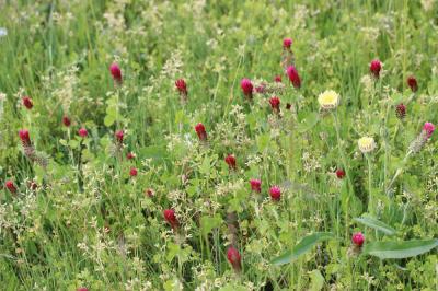 Farouche Trifolium incarnatum var. incarnatum L., 1753