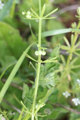 Gaillet à trois cornes Galium tricornutum Dandy, 1957