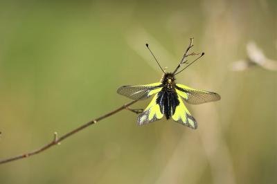 Ascalaphe soufré Libelloides coccajus (Denis & Schiffermüller, 1775)