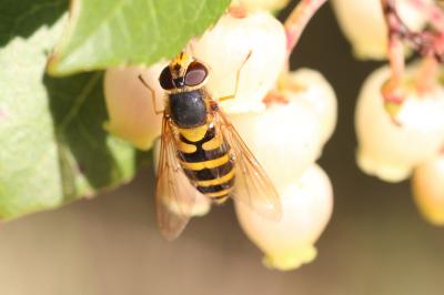 Syrphe du groseillier Syrphus ribesii (Linnaeus, 1758)