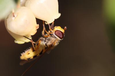 Syrphe du groseillier Syrphus ribesii (Linnaeus, 1758)