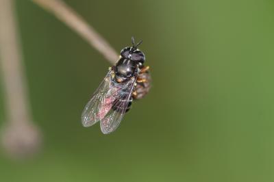  Paragus pecchiolii Rondani, 1857
