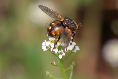  Tachina fera (Linnaeus, 1760)