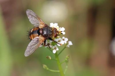  Tachina fera (Linnaeus, 1760)