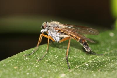  Rhagio tringarius (Linnaeus, 1758)