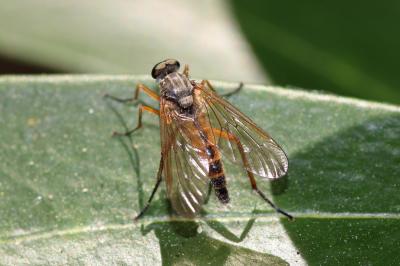  Rhagio tringarius (Linnaeus, 1758)