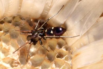  Micaria albovittata (Lucas, 1846)