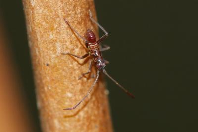  Miris striatus (Linnaeus, 1758)