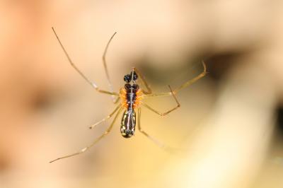 Neriene radiata (Walckenaer, 1841)