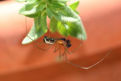  Neriene radiata (Walckenaer, 1841)