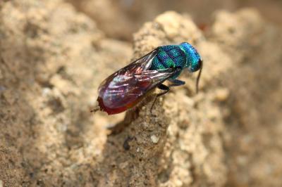  Chrysis Linnaeus, 1760