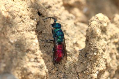 Chrysis Linnaeus, 1760