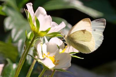 Piéride de l'Ibéride (La), Piéride jumelle (La) Pieris mannii (Mayer, 1851)
