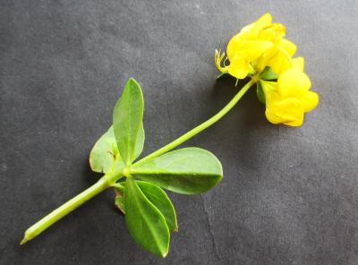 Lotier corniculé, Pied de poule, Sabot-de-la-marié Lotus corniculatus L., 1753