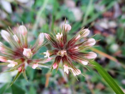 Trèfle étoilé Trifolium stellatum L., 1753
