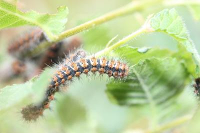 Petit Paon de Nuit (Le) Saturnia pavonia (Linnaeus, 1758)