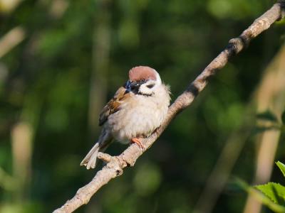 Moineau friquet Passer montanus (Linnaeus, 1758)