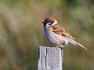 Moineau friquet Passer montanus (Linnaeus, 1758)