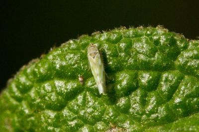  Fruticidia bisignata (Mulsant & Rey, 1855)