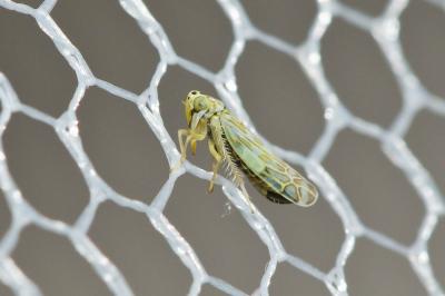  Eupteryx zelleri (Kirschbaum, 1868)