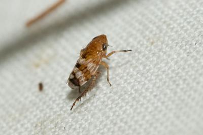  Anoscopus albifrons (Linnaeus, 1758)