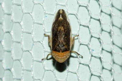 Philène spumeuse Philaenus spumarius (Linnaeus, 1758)