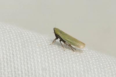  Arthaldeus striifrons (Kirschbaum, 1868)