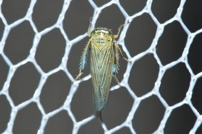  Limotettix striola (Fallén, 1806)