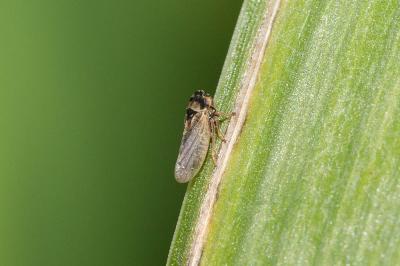  Megophthalmus 