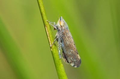  Fieberiella florii (Stål, 1864)