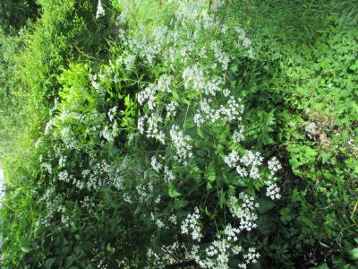 Cerfeuil des bois, Persil des bois Anthriscus sylvestris (L.) Hoffm., 1814