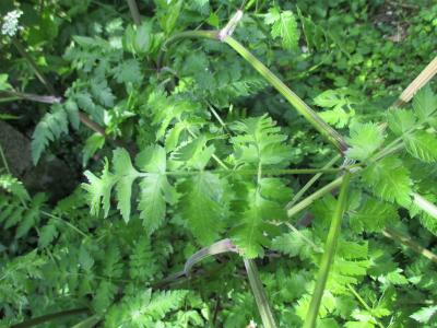 Cerfeuil des bois, Persil des bois Anthriscus sylvestris (L.) Hoffm., 1814